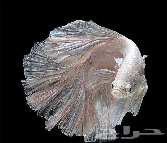 أسماك طيور أعلاف اقفاص 0