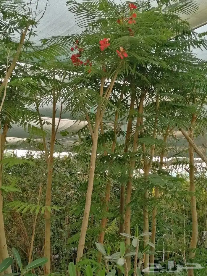 تنسيق حدائق وشلالات ونوافير 1