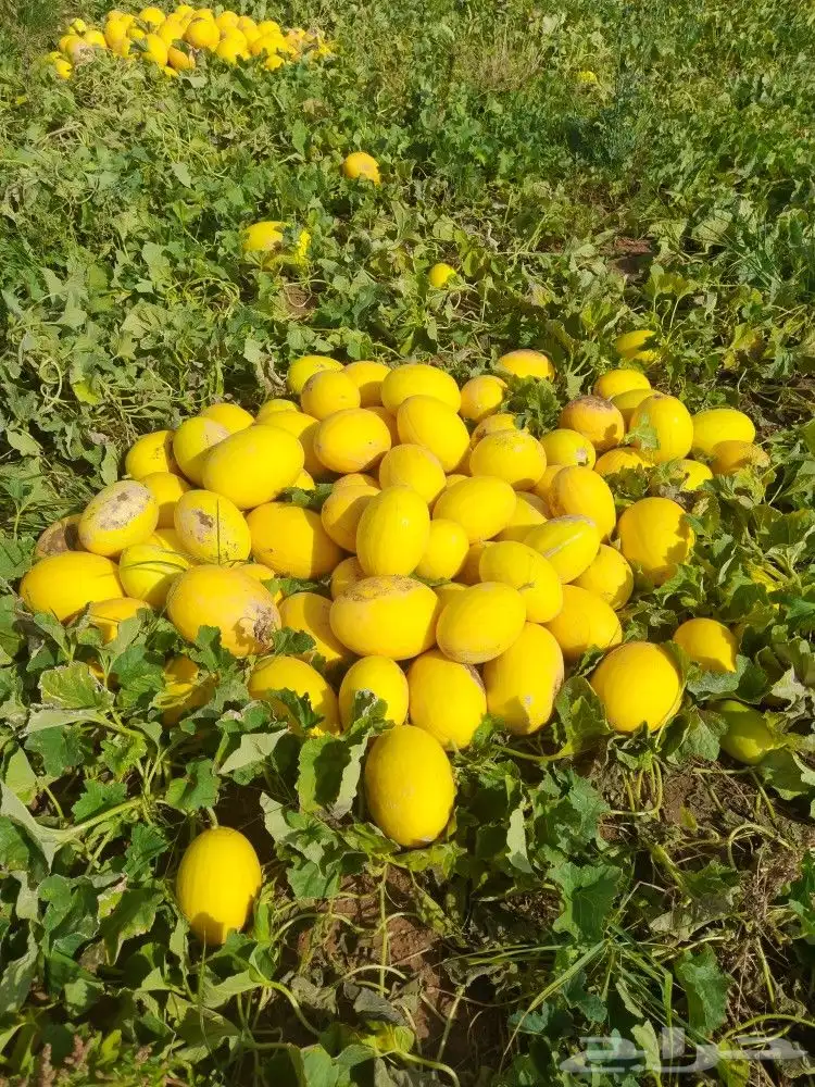 بذر شمام ايراني. روسي. اصفر 5