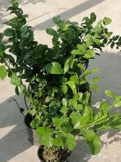 تنسيق حدائق وشلالات ونوافير 4