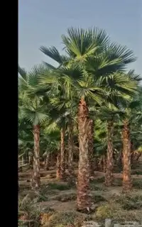 تكريب وترتيب النخيل والاشجار 2