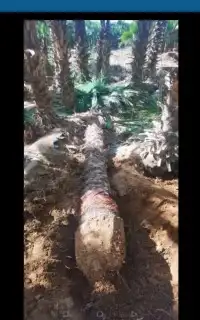 تكريب وترتيب النخيل والاشجار 1