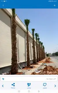 تكريب وترتيب النخيل والاشجار 0