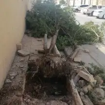 تكريب وترتيب النخيل والاشجار 5