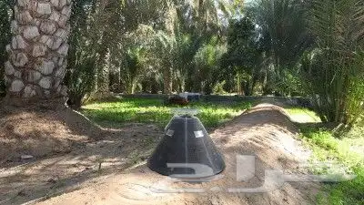 مصيدة سوسة النخيل الإيطالية الأصلية 1