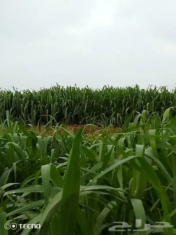 شتلات بونيكام 4