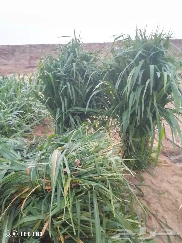 شتلات بونيكام 1