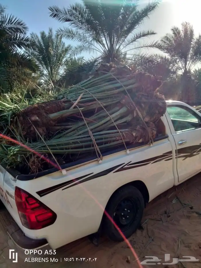 فسائل القصيم احجام كبيره ومثمرة 0