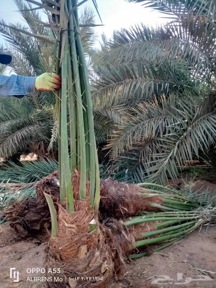 فسائل القصيم احجام كبيره ومثمرة 3