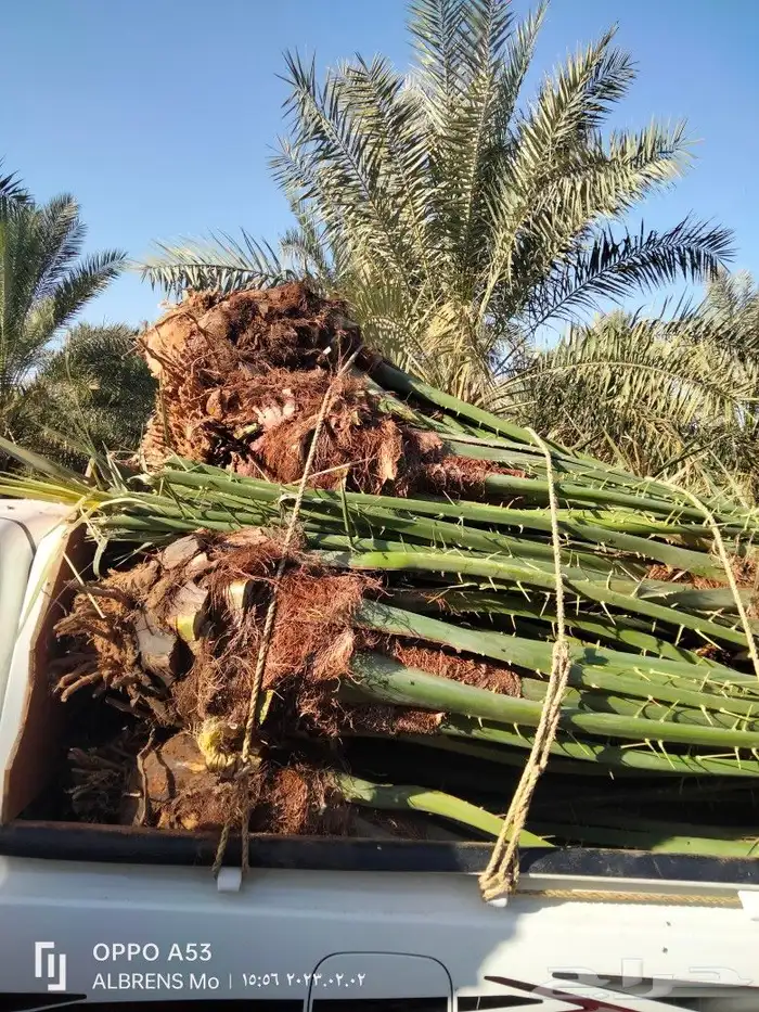 فسائل القصيم احجام كبيره ومثمرة 1