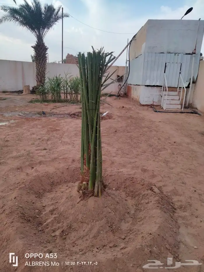 فسائل القصيم احجام كبيره ومثمرة 2