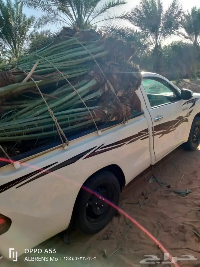 فسائل القصيم احجام كبيره ومثمرة 4