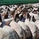 حلاق غنم ضرما المزاحمية 2