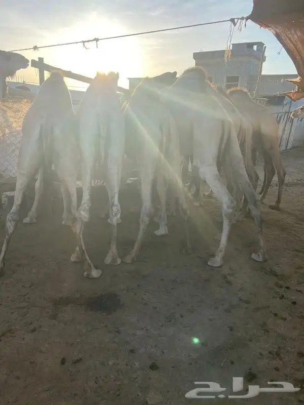 قعدان مناسبات ومطاعم كفو 3