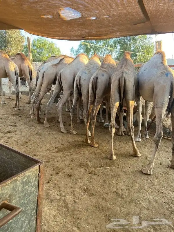 قعدان مناسبات ومطاعم كفو 1