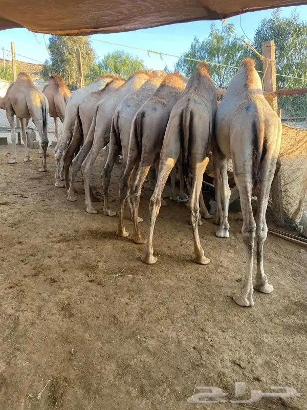 قعدان مناسبات ومطاعم كفو 0