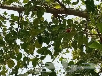 بذور سدر بلدي 5