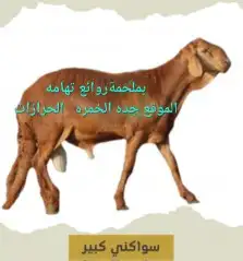 مركزرواد تهامه ليسة الوحيده فلاكن يشهدالله أنها افضل الملاحم 4