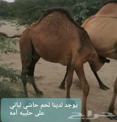 مركزرواد تهامه ليسة الوحيده فلاكن يشهدالله أنها افضل الملاحم 2