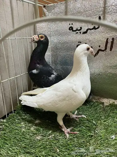 حمام كارير بغدادي 8