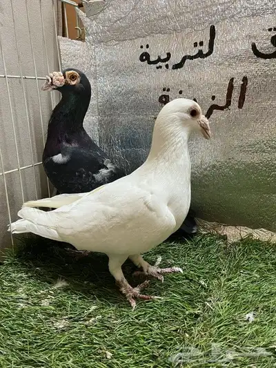 حمام كارير بغدادي 6