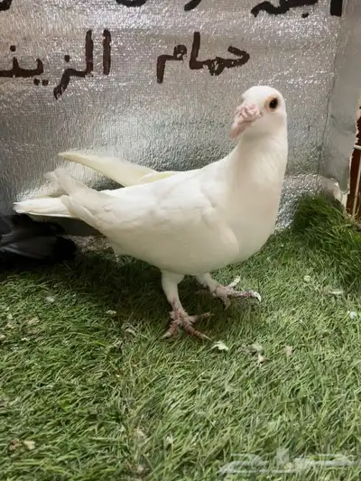 حمام كارير بغدادي 1