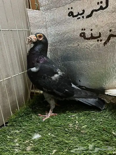 حمام كارير بغدادي 9