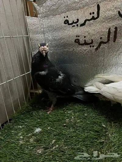 حمام كارير بغدادي 3