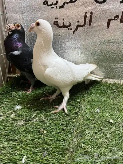 حمام كارير بغدادي 0
