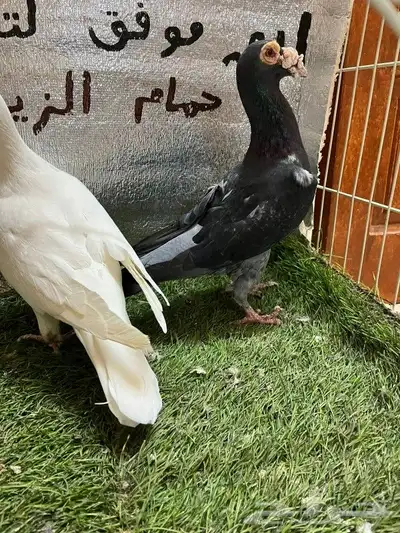 حمام كارير بغدادي 2