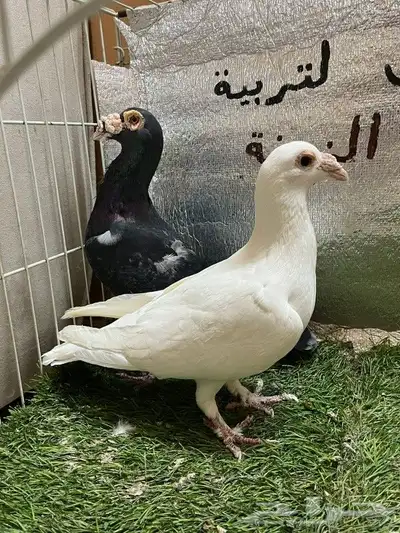حمام كارير بغدادي 10