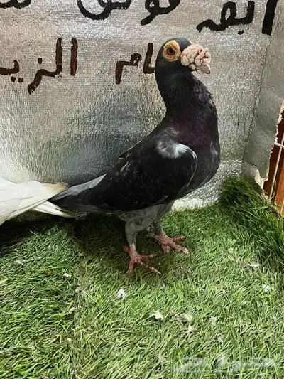 حمام كارير بغدادي 7