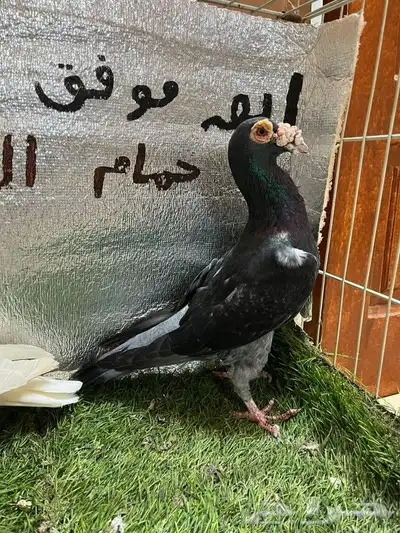 حمام كارير بغدادي 5