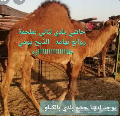مركزرواد تهامه ليسة الوحيده فلاكن يشهدالله أنها افضل الملاحم 1