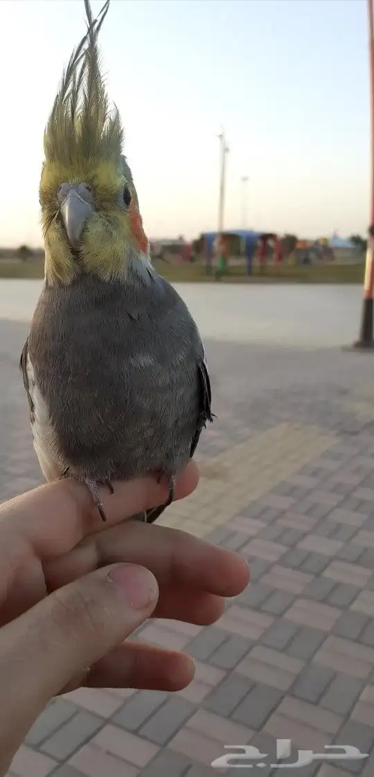 كروان اليف وهدد 3