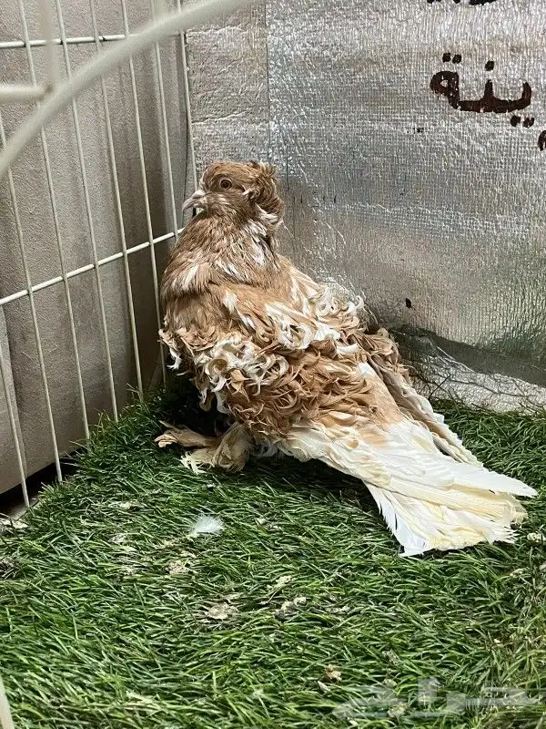 حمام مفتل 6
