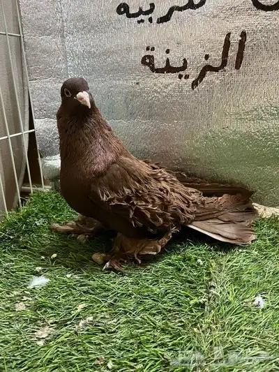 حمام مفتل 9