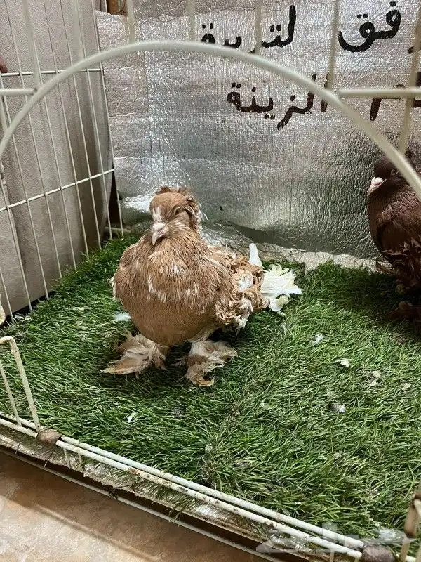 حمام مفتل 3