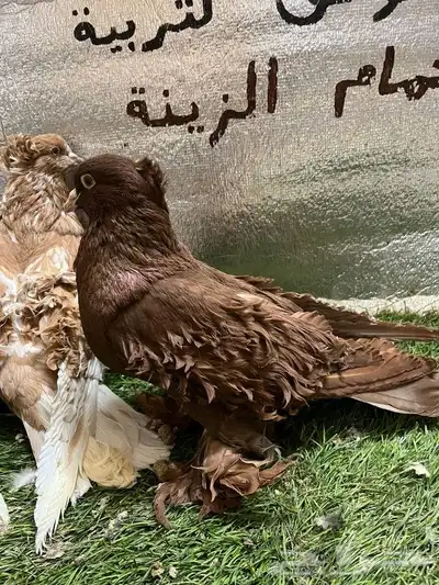 حمام مفتل 4