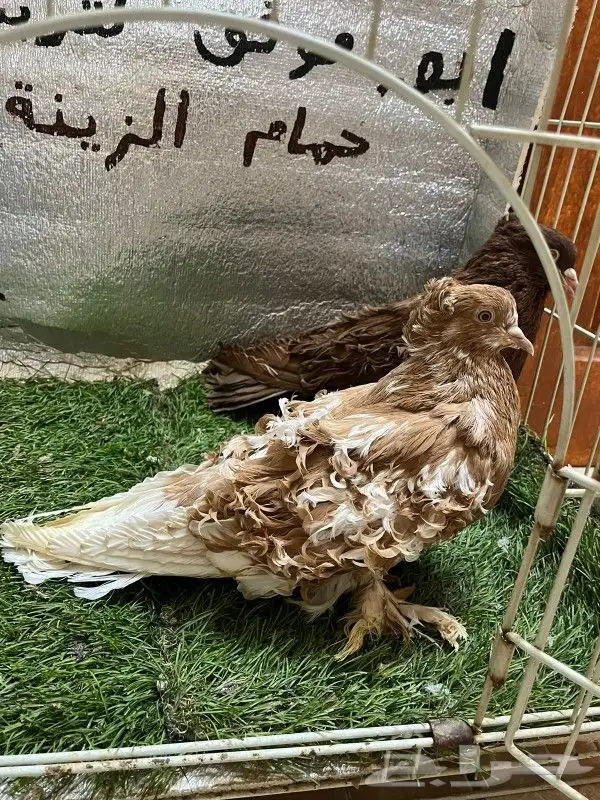 حمام مفتل 2