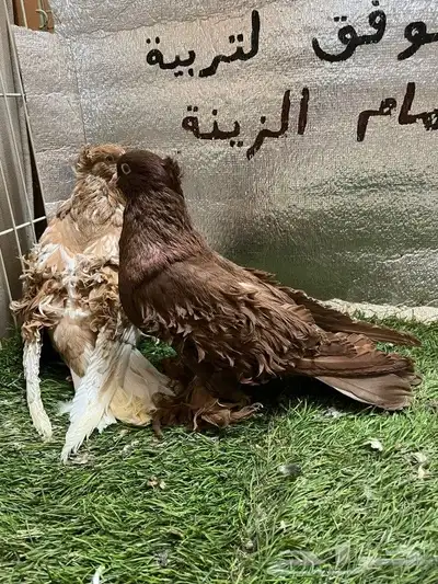 حمام مفتل 0