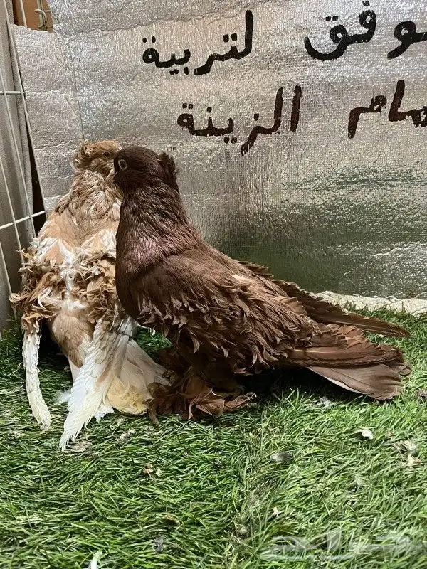 حمام مفتل 0