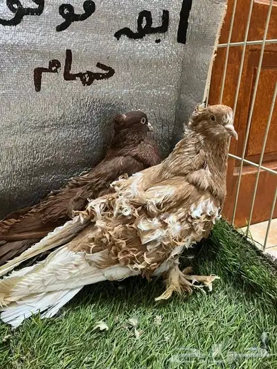 حمام مفتل 7
