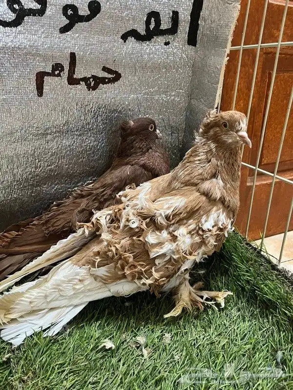 حمام مفتل 7