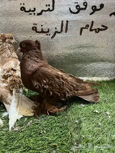حمام مفتل 8