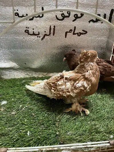 حمام مفتل 1