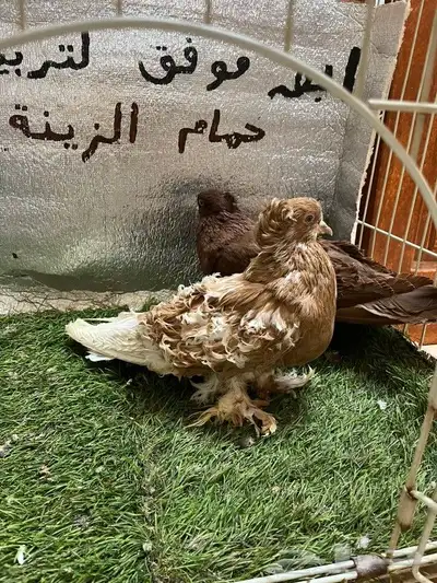 حمام مفتل 5