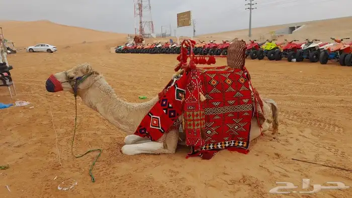 ايجار جمال رحول ركبي 0