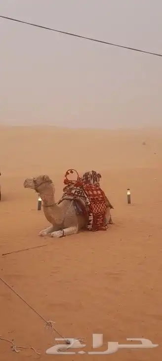 ايجار جمال رحول ركبي 14