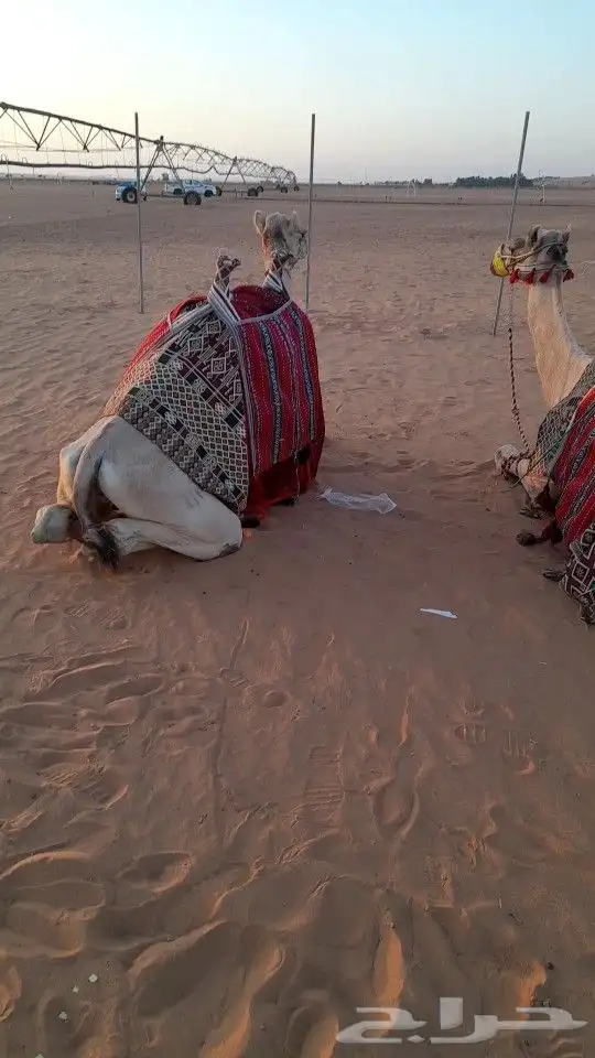 ايجار جمال رحول ركبي 13